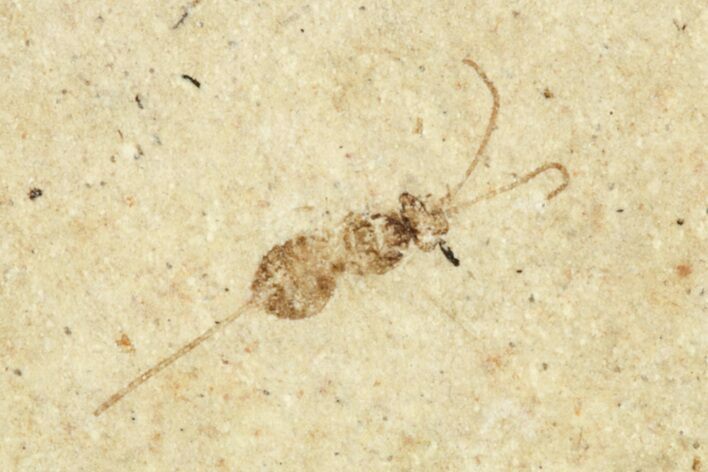 Fossil Insect (Hymenoptera) with Preserved Ovipositor - France #256063